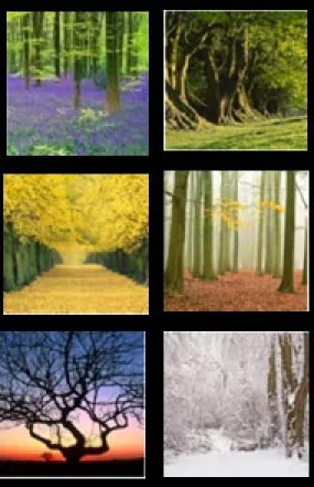 Country Matters Woodland Coasters
