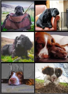 Country Matters Working Dogs Placemats