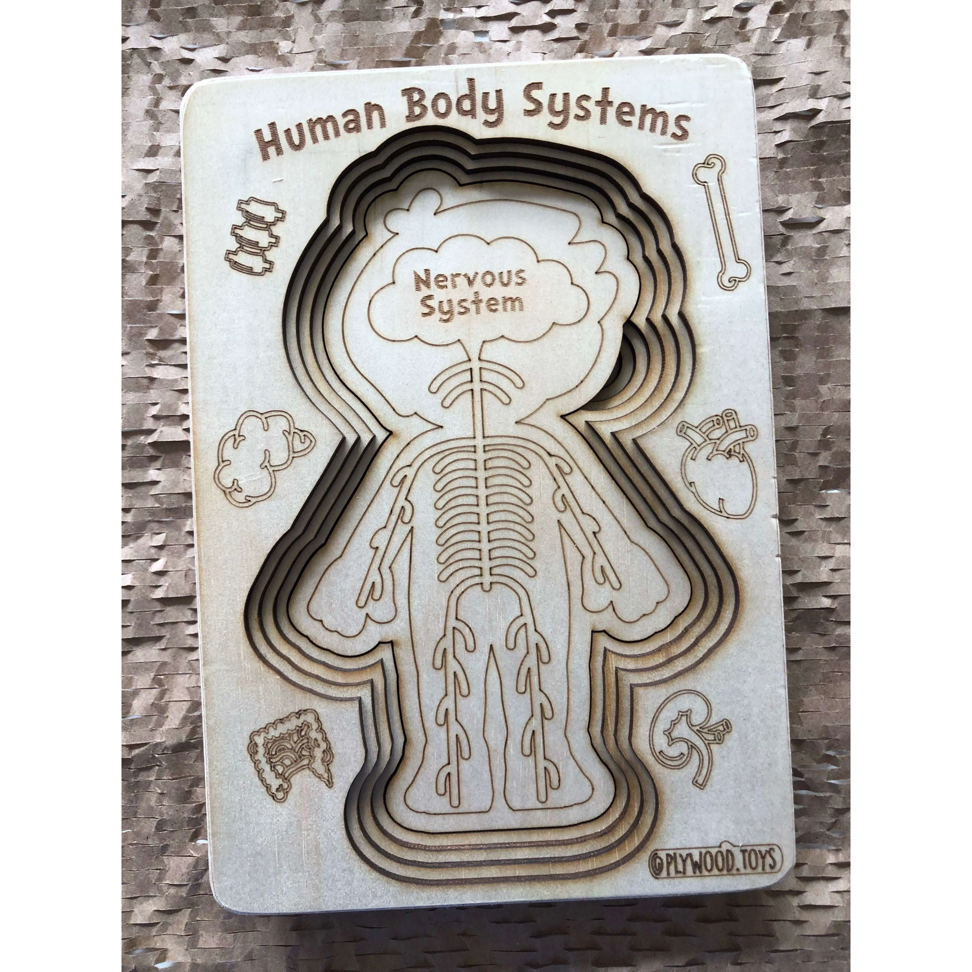 Human Body Systems-Male