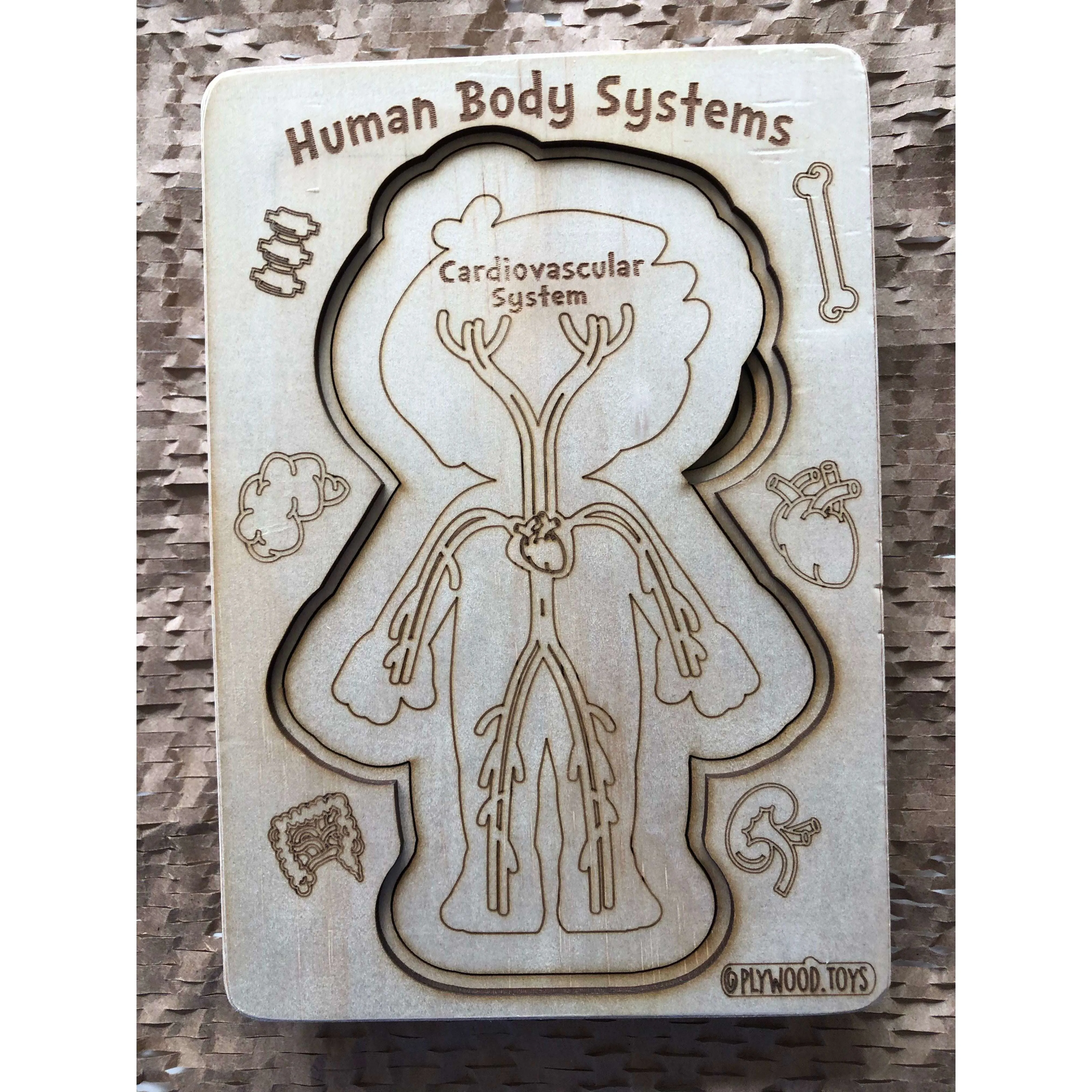 Human Body Systems-Male