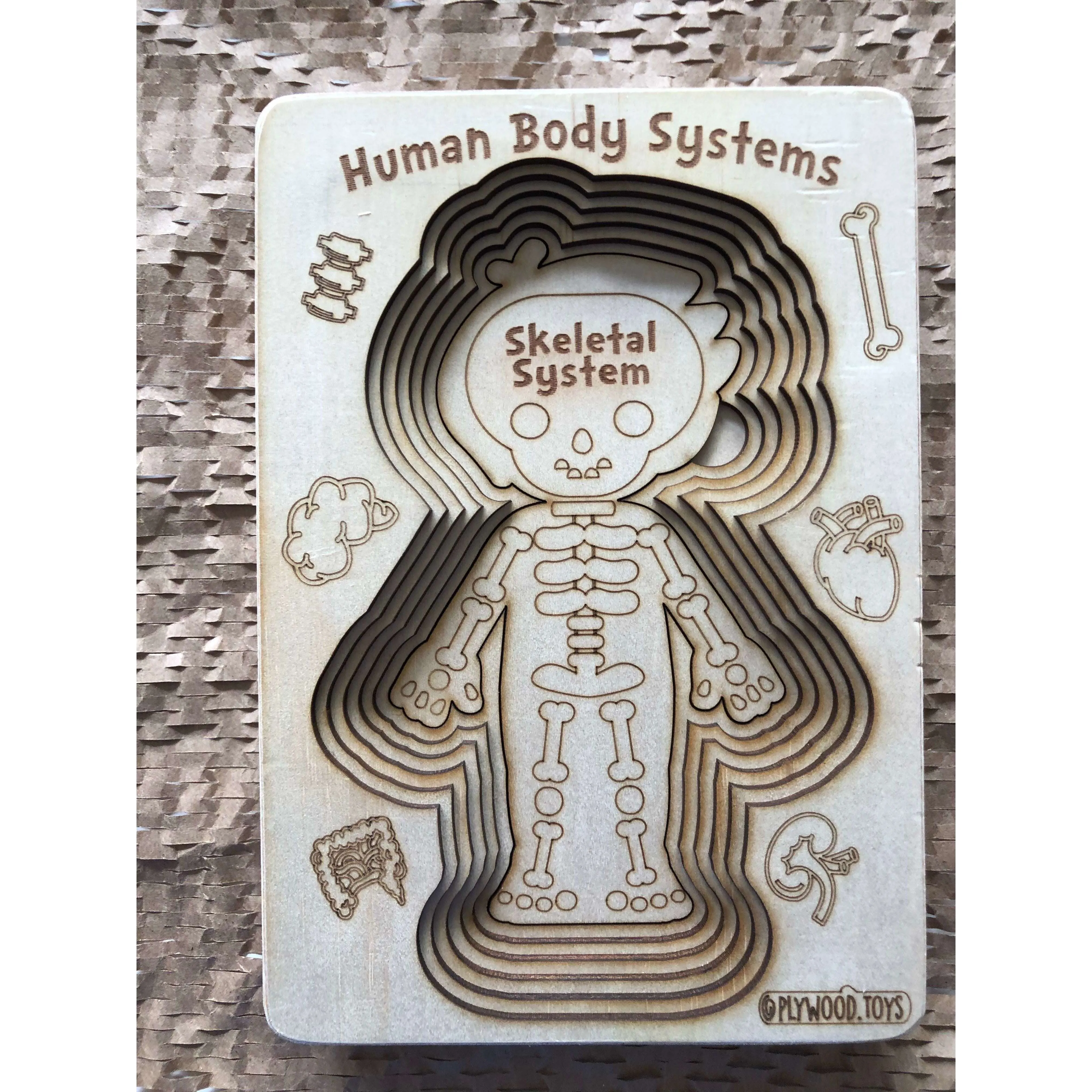 Human Body Systems-Male