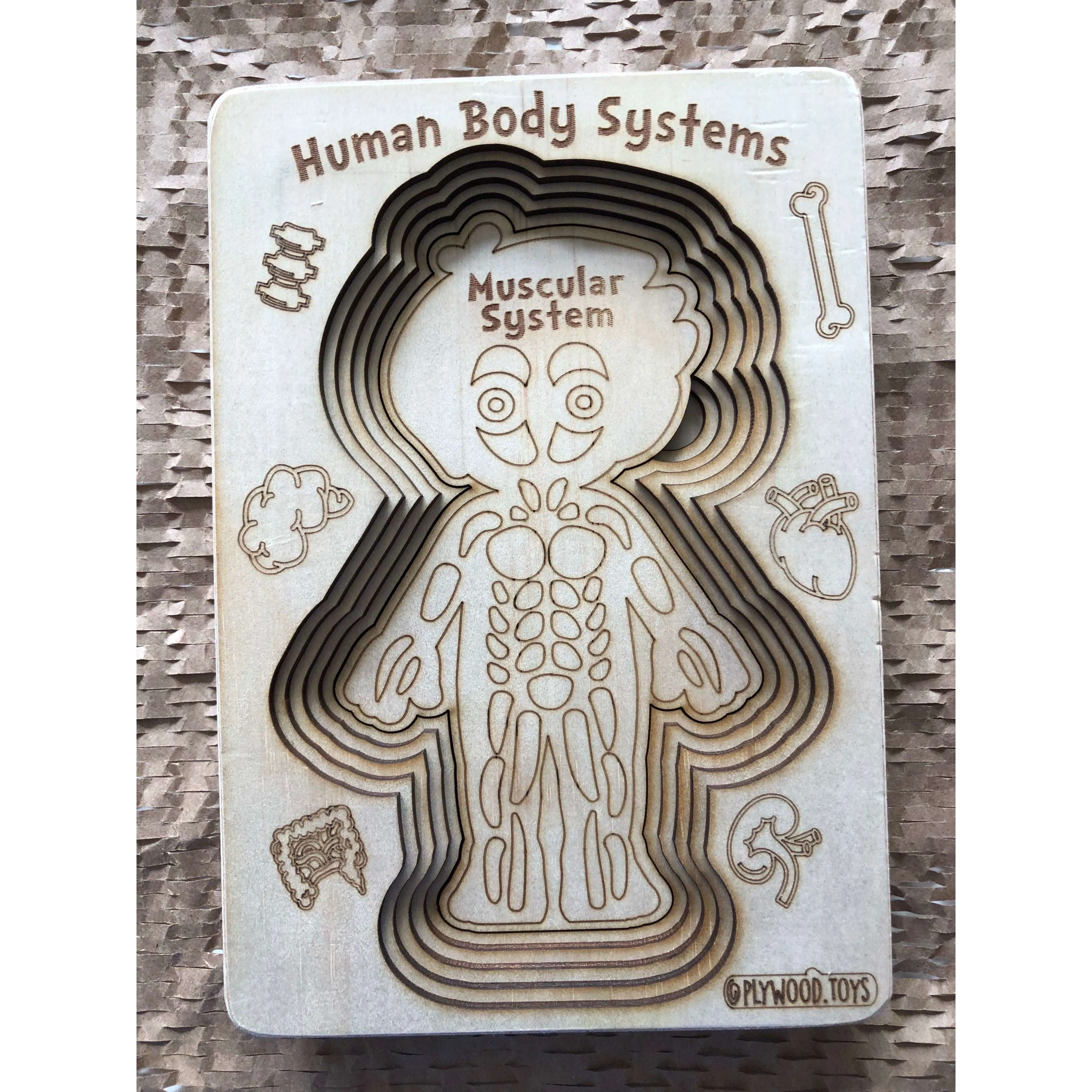 Human Body Systems-Male