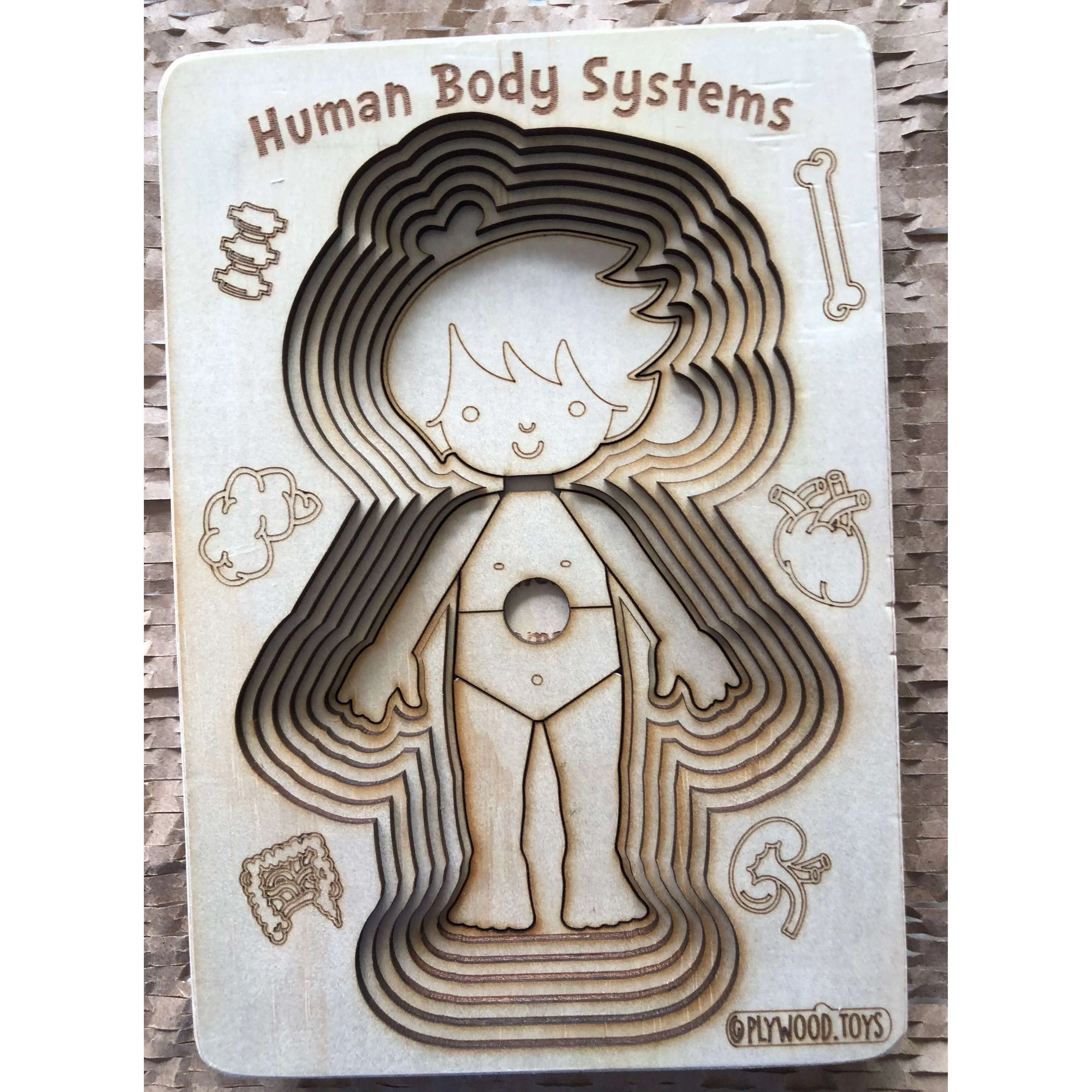 Human Body Systems-Male