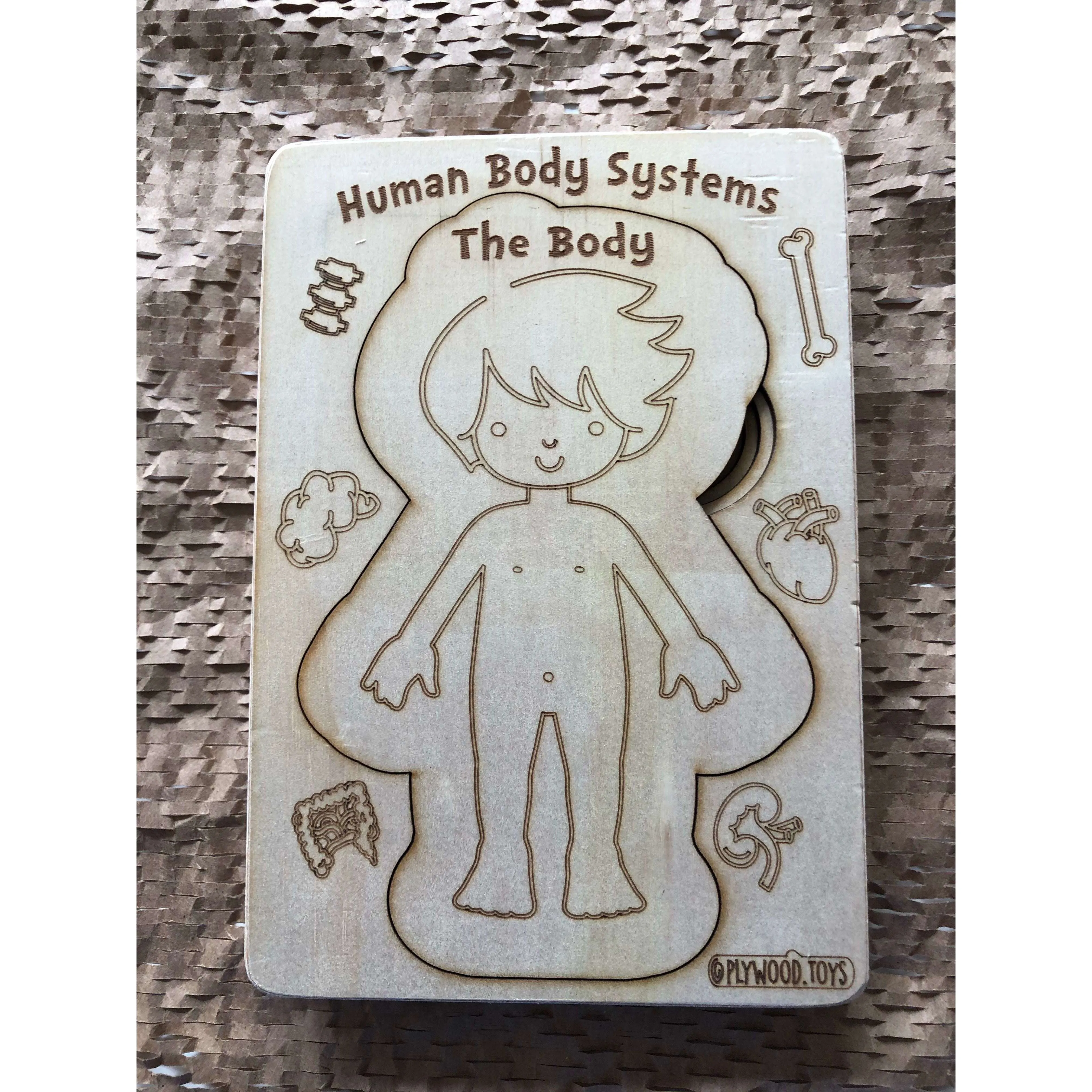 Human Body Systems-Male