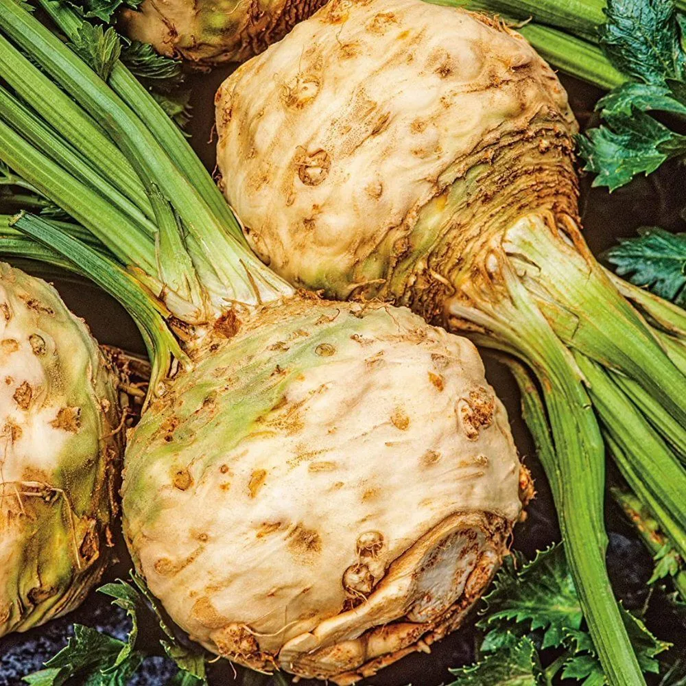 Mr Fothergill's Celeriac Neon F1 Seeds